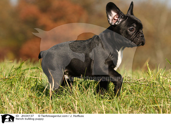 Franzsische Bulldogge Welpe / french bulldog puppy / JH-04137