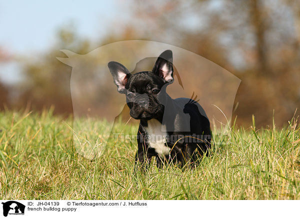 Franzsische Bulldogge Welpe / french bulldog puppy / JH-04139