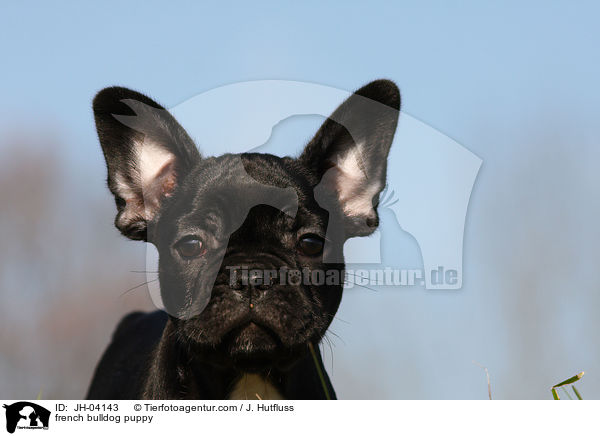 french bulldog puppy / JH-04143