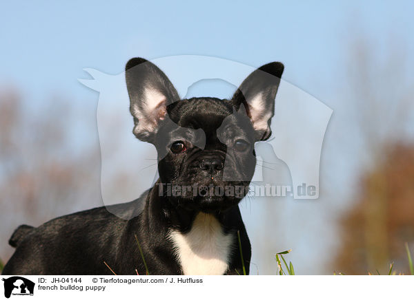 french bulldog puppy / JH-04144