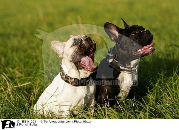 2 French Bullys / BS-01053