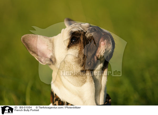 French Bully Portrait / BS-01054