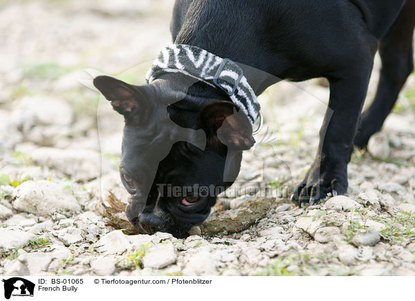 French Bully / BS-01065