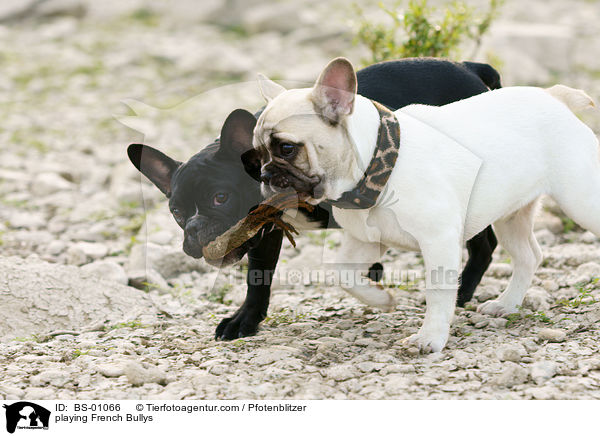 playing French Bullys / BS-01066