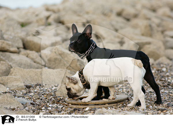 2 Franzsische Bulldoggen / 2 French Bullys / BS-01068