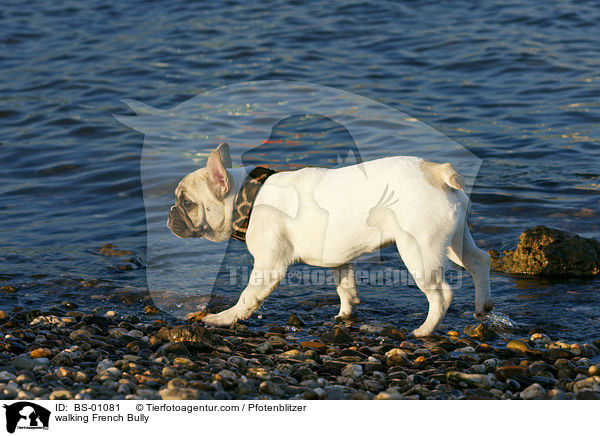 laufende Franzsische Bulldogge / walking French Bully / BS-01081