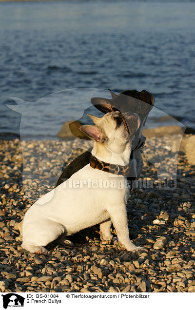 2 Franzsische Bulldoggen / 2 French Bullys / BS-01084