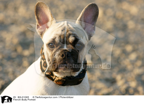 French Bully Portrait / BS-01085