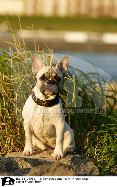 sitzende Franzsische Bulldogge / sitting French Bully / BS-01086