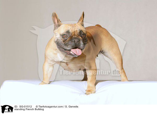 standing French Bulldog / SG-01512