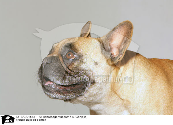 French Bulldog portrait / SG-01513