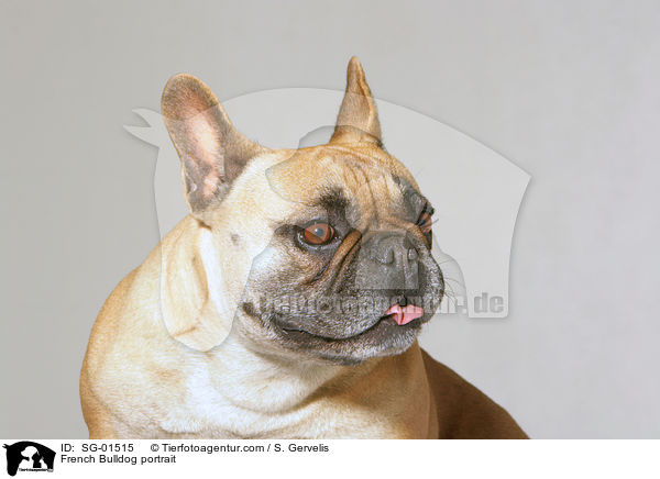French Bulldog portrait / SG-01515