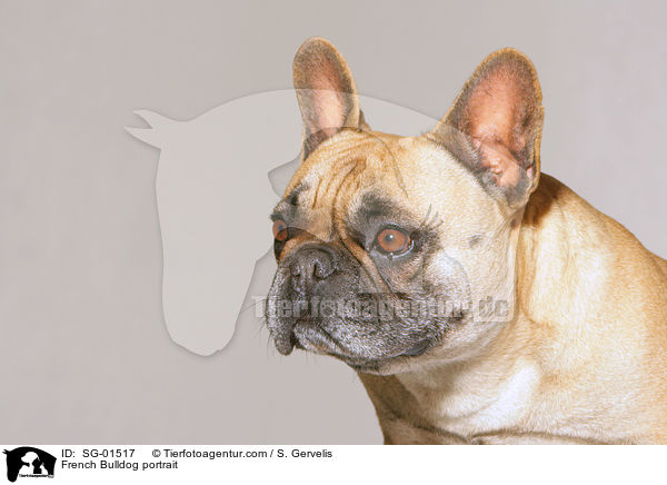 French Bulldog portrait / SG-01517