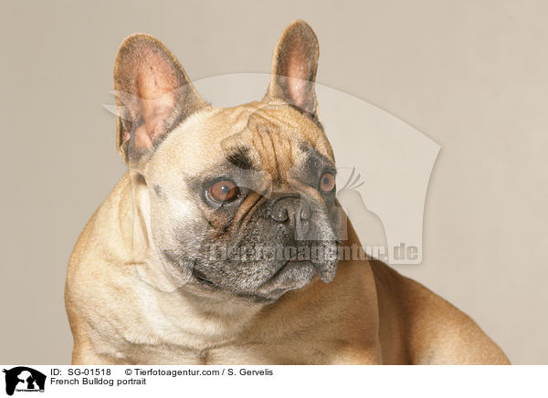 French Bulldog portrait / SG-01518