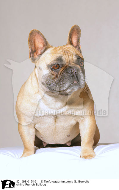 sitting French Bulldog / SG-01519