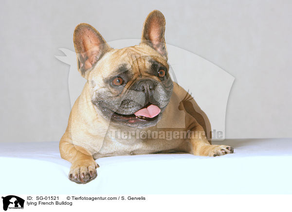 lying French Bulldog / SG-01521