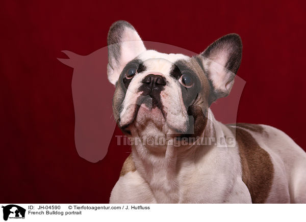 French Bulldog portrait / JH-04590