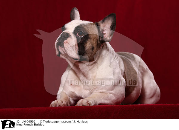lying French Bulldog / JH-04592