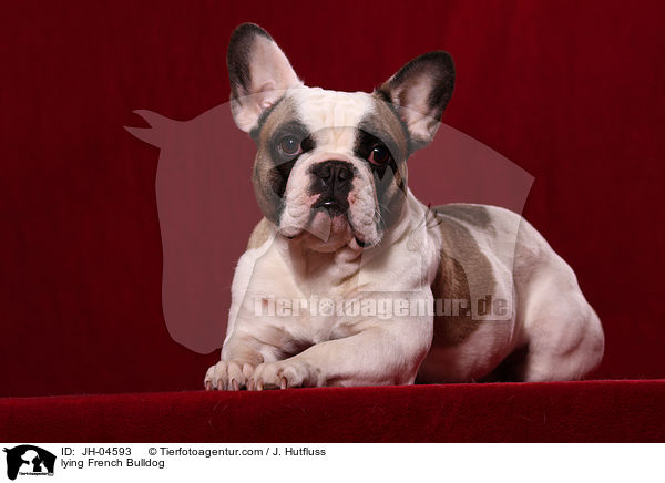lying French Bulldog / JH-04593