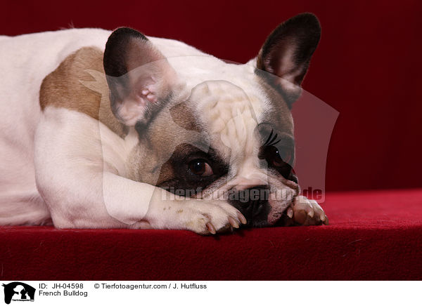 French Bulldog / JH-04598