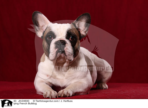 lying French Bulldog / JH-04600