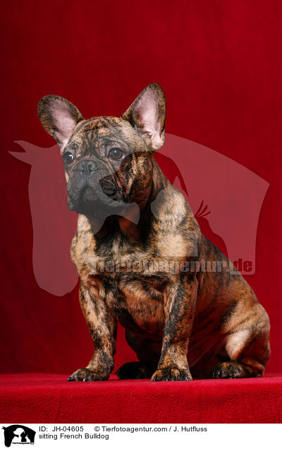 sitzende Franzsische Bulldogge / sitting French Bulldog / JH-04605