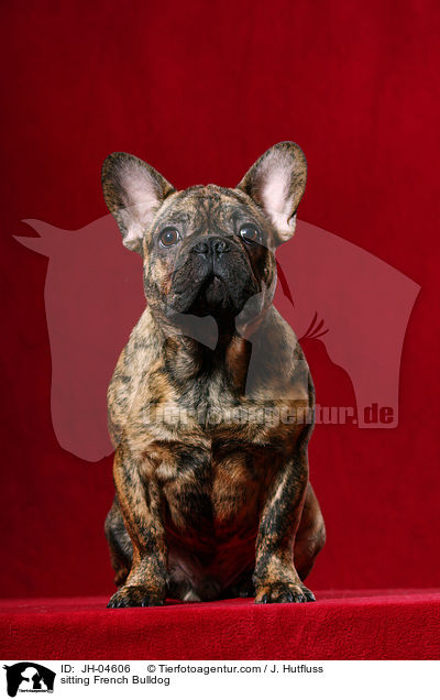 sitzende Franzsische Bulldogge / sitting French Bulldog / JH-04606
