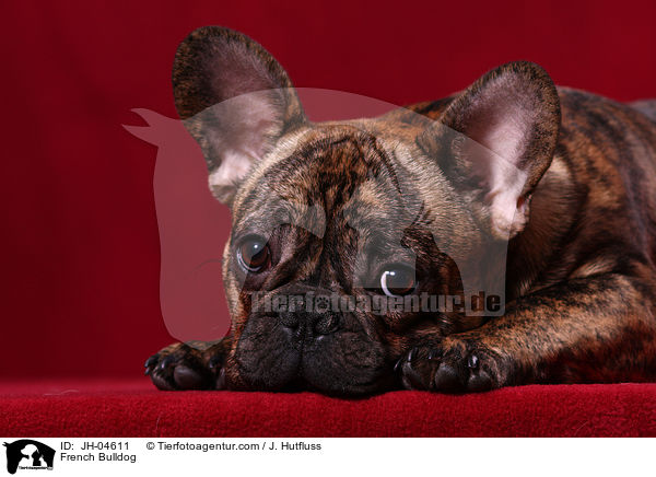 French Bulldog / JH-04611