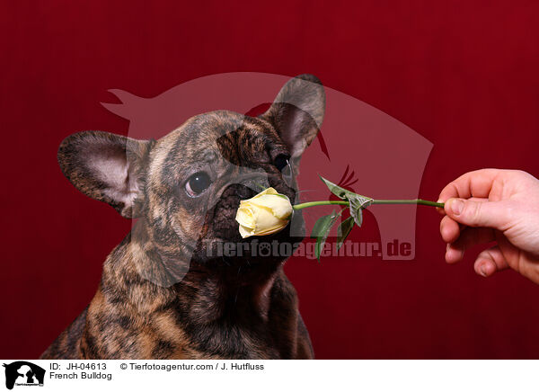 Franzsische Bulldogge / French Bulldog / JH-04613