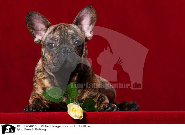 liegende Franzsische Bulldogge / lying French Bulldog / JH-04615