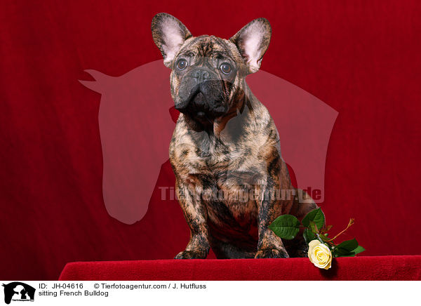 sitzende Franzsische Bulldogge / sitting French Bulldog / JH-04616