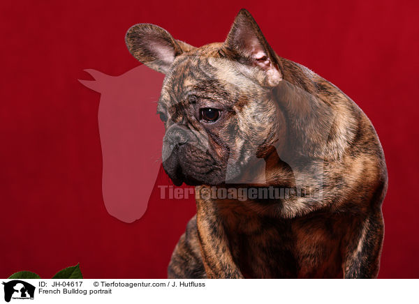 French Bulldog portrait / JH-04617