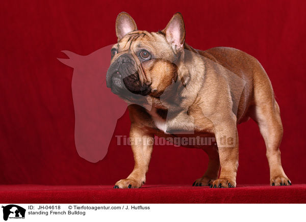 standing French Bulldog / JH-04618