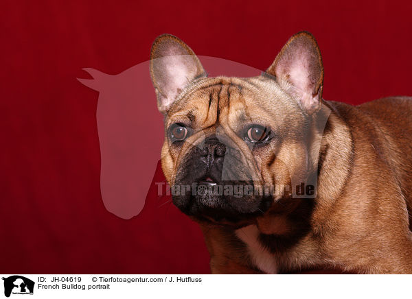 French Bulldog portrait / JH-04619