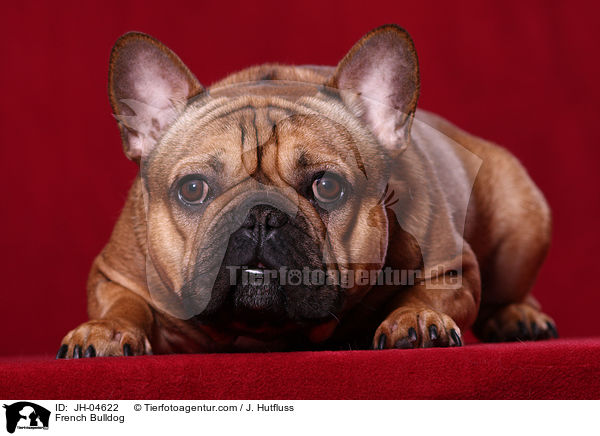 French Bulldog / JH-04622