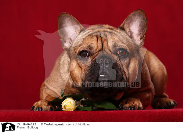 French Bulldog / JH-04623