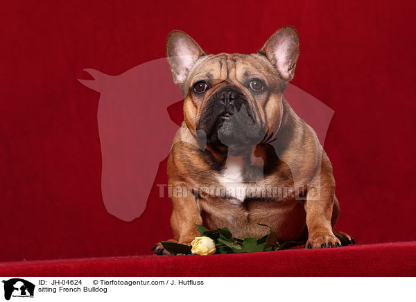 sitzende Franzsische Bulldogge / sitting French Bulldog / JH-04624