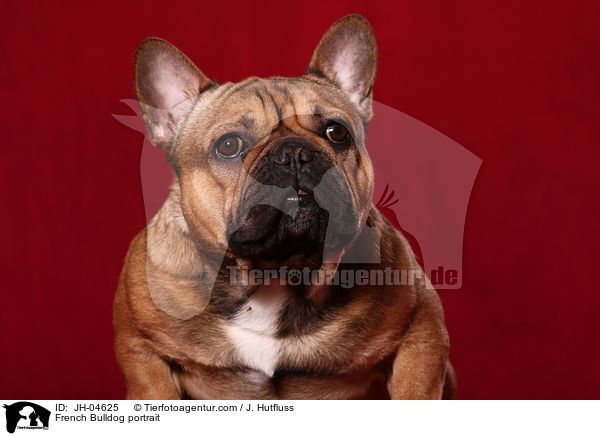 French Bulldog portrait / JH-04625