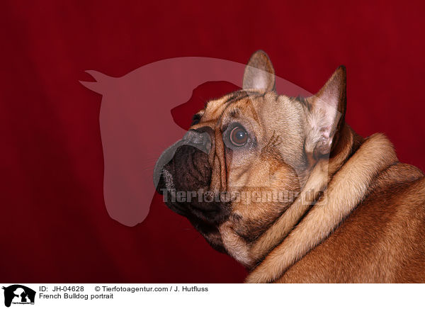 French Bulldog portrait / JH-04628