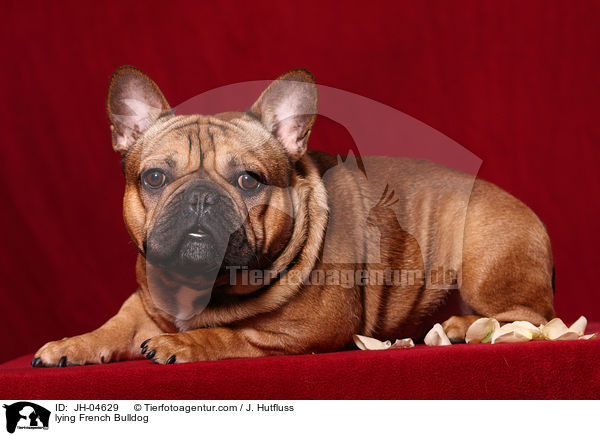 lying French Bulldog / JH-04629