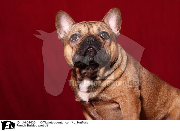 French Bulldog portrait / JH-04630