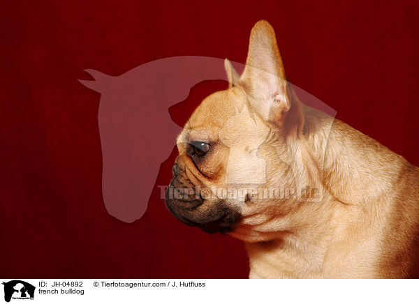 french bulldog / JH-04892