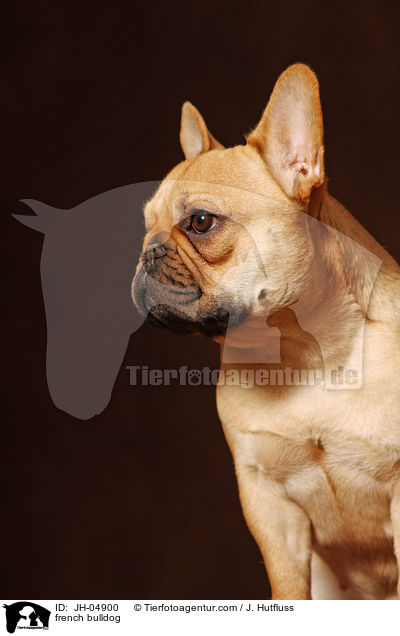 french bulldog / JH-04900