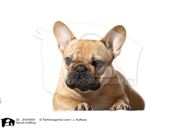 french bulldog / JH-04904