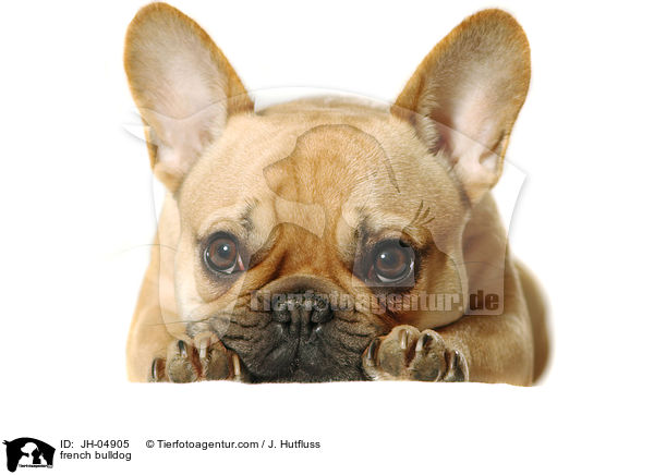 french bulldog / JH-04905