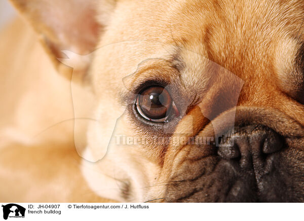 french bulldog / JH-04907