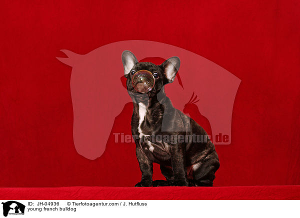 junge Franzsische Bulldogge / young french bulldog / JH-04936