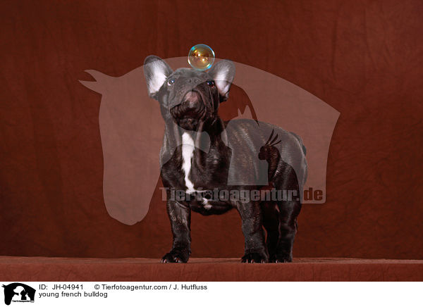 junge Franzsische Bulldogge / young french bulldog / JH-04941