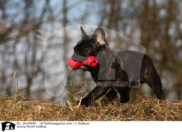 junge Franzsische Bulldogge / young french bulldog / JH-04950