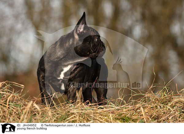 young french bulldog / JH-04952